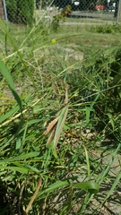 Mantodea