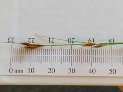 Rhynchospora capillacea