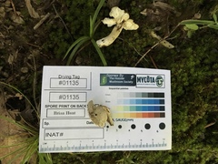 Neohygrocybe