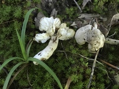 Neohygrocybe
