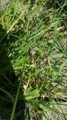 Mantodea