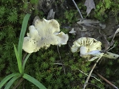 Neohygrocybe