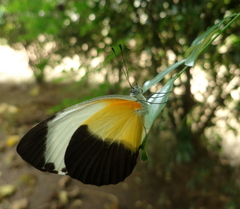 Mylothris chloris chloris