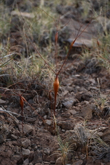 Eriogonum fusiforme