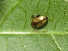 Psylliodes affinis