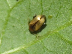 Psylliodes affinis