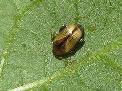 Psylliodes affinis