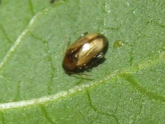Psylliodes affinis