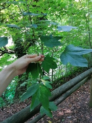 Acer lobelii