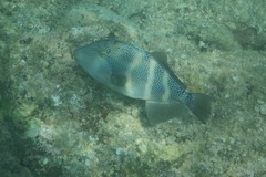 Pseudobalistes naufragium