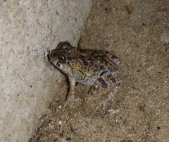 Pleurodema brachyops