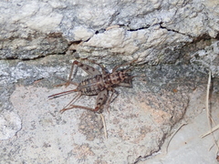 Gryllomorpha dalmatina