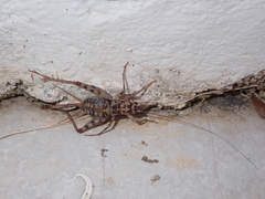 Gryllomorpha dalmatina