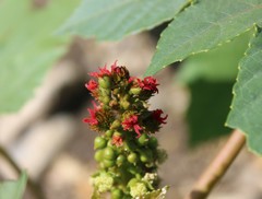 Ricinus communis