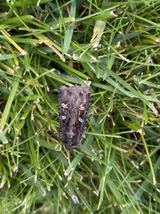 Actebia fennica