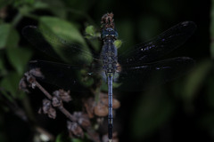 Diplacodes trivialis