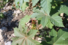 Ricinus communis