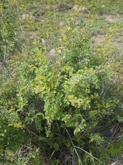 Spiraea aquilegifolia