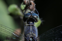 Diplacodes trivialis
