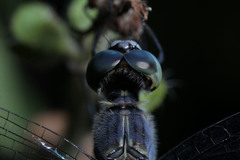 Diplacodes trivialis