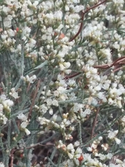 Eriogonum effusum