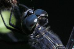 Diplacodes trivialis