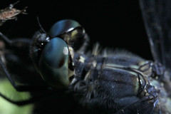 Diplacodes trivialis