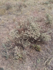 Eriogonum effusum