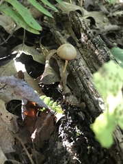 Entoloma olivaceomarginatum
