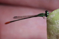 Agriocnemis femina