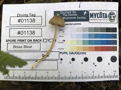 Entoloma olivaceomarginatum