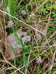 Polygala curtissii