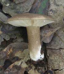 Lactarius fuliginosus
