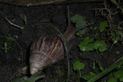 Lissachatina fulica