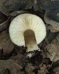Lactarius fuliginosus
