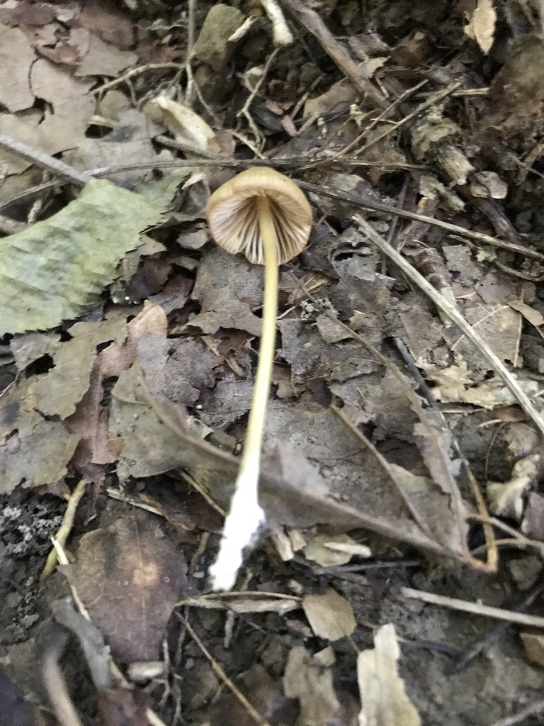 Entoloma olivaceomarginatum