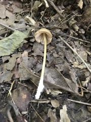Entoloma olivaceomarginatum