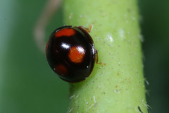 Coleoptera