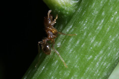 Formicidae