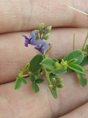 Pediomelum tenuiflorum