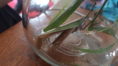 Mantodea