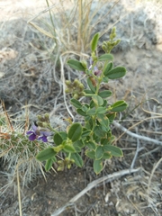 Pediomelum tenuiflorum