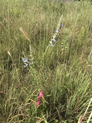 Salvia azurea