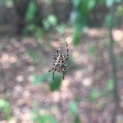 Araneus diadematus