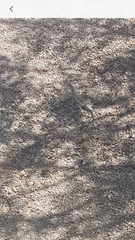 Callisaurus draconoides rhodostictus