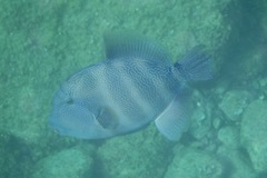 Pseudobalistes naufragium