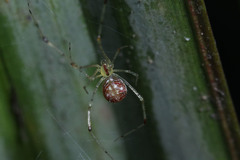 Meotipa spiniventris