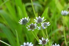 Eryngium scaposum