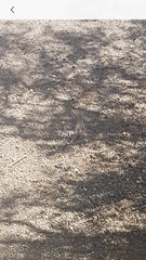 Callisaurus draconoides rhodostictus