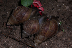 Lissachatina fulica